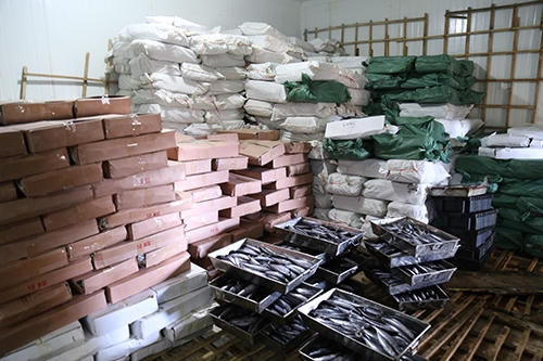 Số lượng cá nục bị nhiễm chất độc phenol mới phát hiện tại Quảng Trị. (Ảnh: VNExpress)