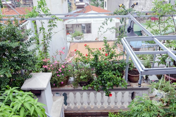 M&ecirc; mẩn với khu vườn xanh mướt gần 100m&sup2; tr&ecirc;n s&acirc;n thượng ở Ba Đ&igrave;nh, H&agrave; Nội