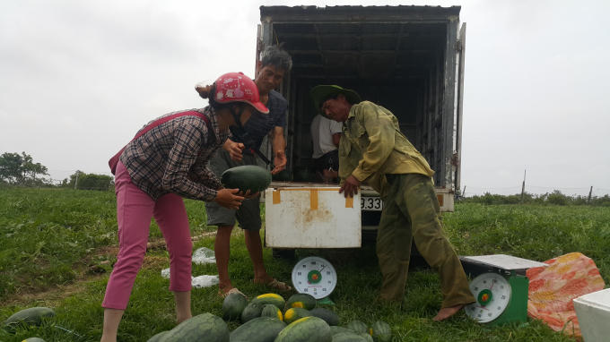 Thương lái đến tận ruộng mua dưa cho bà con nông dân huyện Kim Sơn.