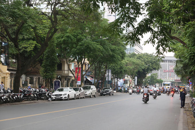 Để chuẩn bị mặt bằng thi công ga ngầm S10 - Cát Linh và S12 - Trần Hưng Đạo thuộc tuyến đường sắt đô thị Hà Nội đoạn Nhổn - ga Hà Nội. Ban Quản lý đường sắt đô thị Hà Nội (MRB) đã lên kế hoạch di dời, chặt hạ cây xanh quanh khu vực sau khi tham vấn chuyên gia và được các sở ngành liên quan chấp thuận. 157 cây nằm trên vỉa hè phố Trần Hưng Đạo và Cát Linh thuộc phạm vi giải phóng mặt bằng sẽ được di dời, chặt hạ. Đáng chú ý trong đó có hàng sưa quý.