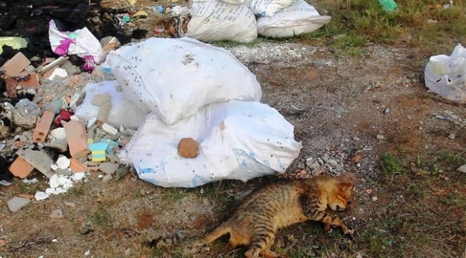 Chất thải xây dựng, xác động vật chết vứt bừa bãi, rồi nhặng bu đầy rất có thể trở thành ổ dịch phát sinh những bệnh truyền nhiễm nguy hiểm.