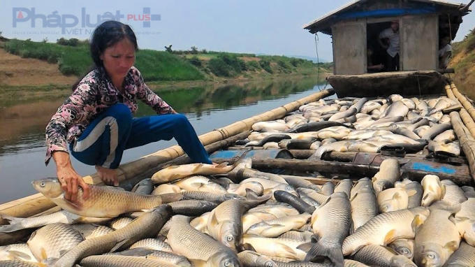 Bà Nguyễn Thị Báu trước toàn bộ số cá chết, thiệt hại ước lên tới 160 triệu đồng.