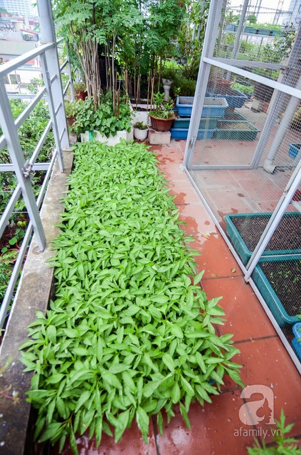 Luống rau dền xanh non mơn mởn, chùm ngây tươi tốt.