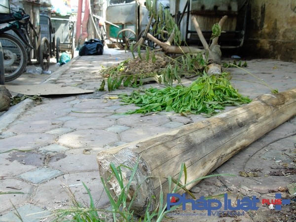 Người dân xin về làm củi đun.