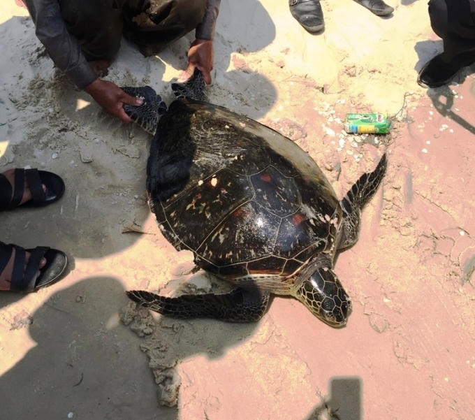 Thả cá thể rùa Quản Đồng quý hiếm về biển.