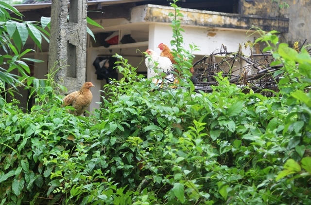 Gia cầm cũng phải leo cao để tránh ngập lụt.
