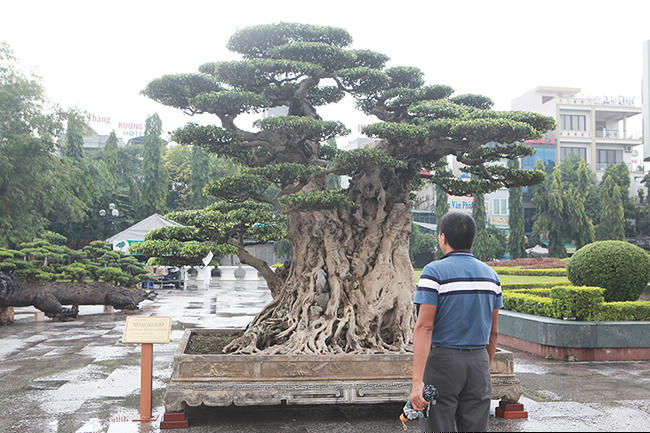 mua cay sanh co qua cao, cat lam doi tao thanh 2 cay ban gan 20 ty hinh anh 4