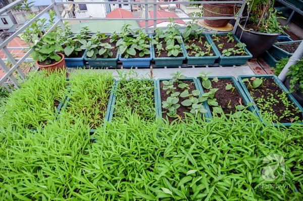 Những thùng rau xanh non nhìn rất thích mắt.