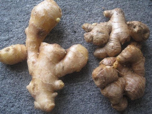 Gừng Trung Quốc (bên trái) to và có màu nhạt hơn gừng Việt Nam (bên phải).
