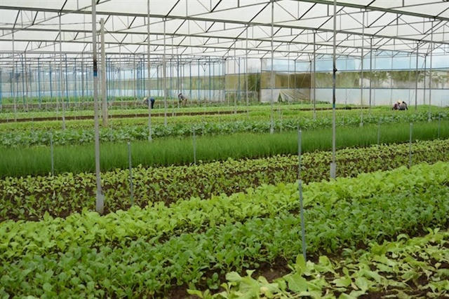 Vườn rau được đầu tư bài bản của anh Hoàng.