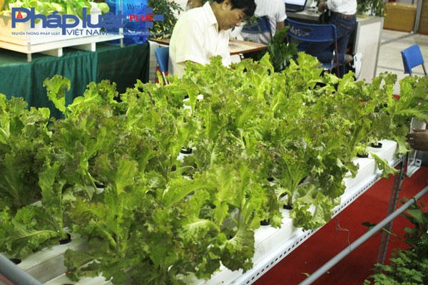 Người dân Thủ đô tìm