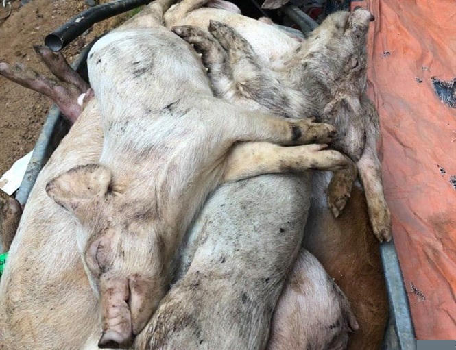 Số lợn con nghi ngờ nhiễm dịch tả heo Châu Phi chết chất thành đống. Anh Hà Quang Đạo cho biết đã mua lợn ở trang trại của Mavin tại Tuyên Quang.