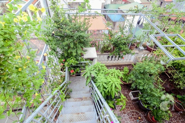 Không chỉ có rau và cây xanh, cô Liên còn tận dụng tường rào bao quanh để trồng cây dây leo và đặt các bồn hoa nhỏ xinh xắn.