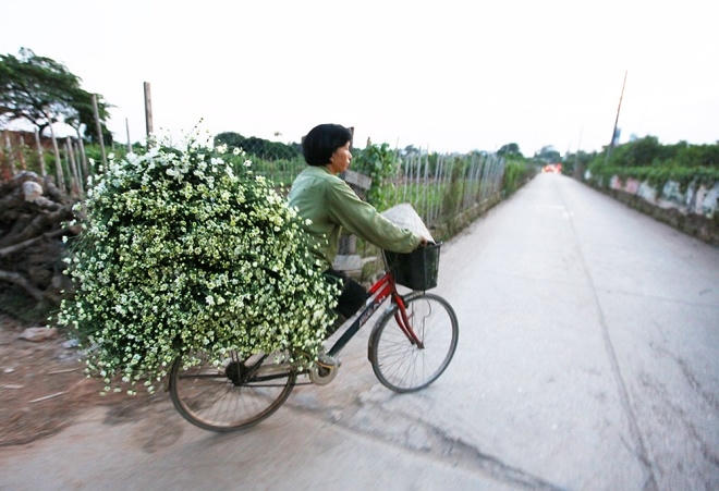 Hoa cắt từ vườn được bó gọn gàng, để sáng sớm sẽ theo chân những chiếc xe đạp tràn về phố.