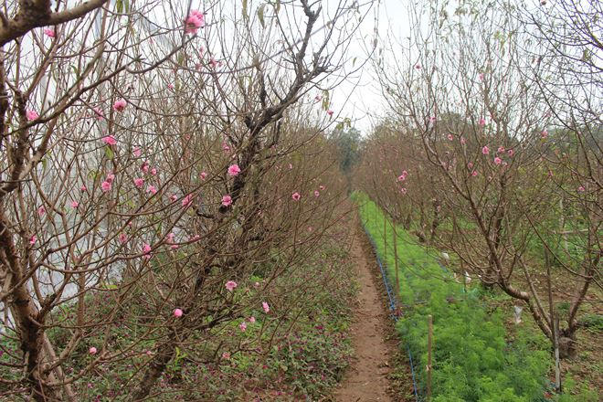 Vườn đào này đã nở tới 30%, chủ vườn phải cắt bán từ nửa tháng nay