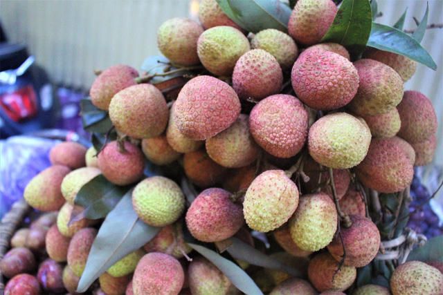 Vải đầu mùa nên quả còn to, chín không đều, hạt to và chưa được ngọt lắm. (Ảnh: Hồng Vân)