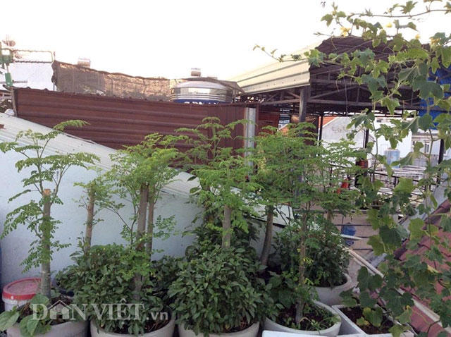 Ở một góc vườn, chị trồng khá nhiều cây "thần dược" chùm ngây