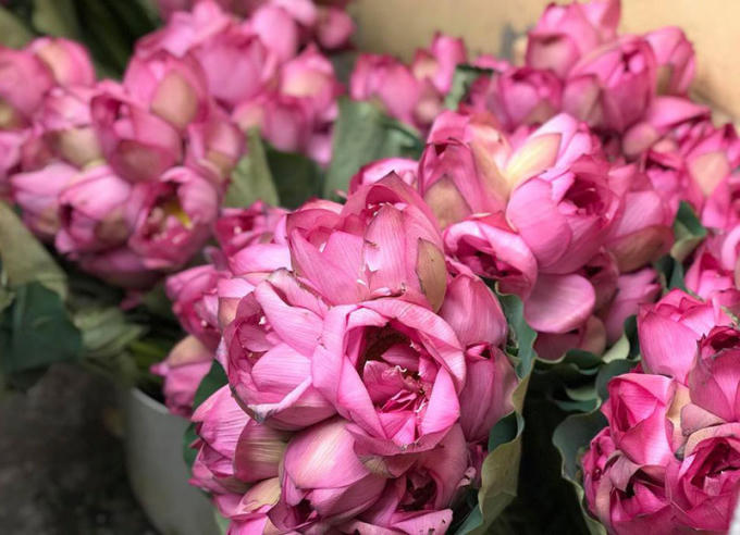 Vào mùa sen nở rộ, ngoài mua về cắm chơi, sen còn được dùng để ướp trà