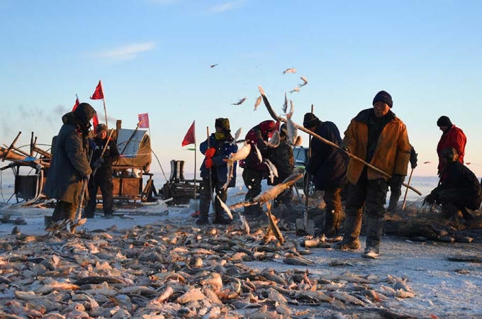 Ảnh hàng loạt cá trên mặt băng chờ mang về nhà (Ảnh: Xinhua)