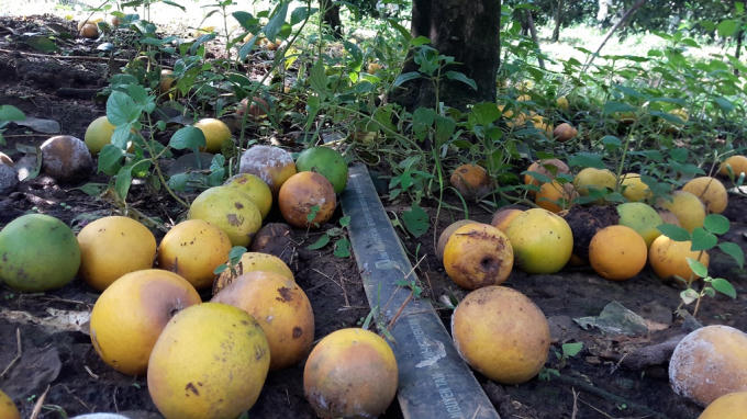 Bị ngâm trong biển nước, những gốc cam trĩu quả rụng gần như sạch.