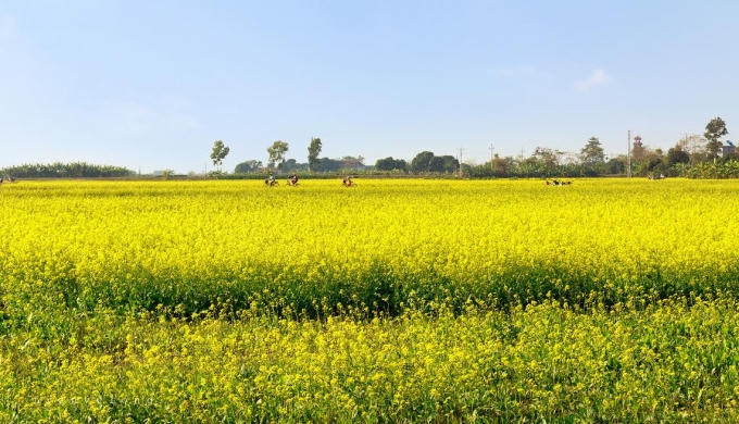 Là một vùng đất bãi ven sông, được bồi đắp bởi hai con sông là sông Hồng và sông Trà Lý, thổ nhưỡng đất bồi, người dân trong xã tập trung trồng rau củ quả và đặc biệt là giống rau cải xanh. Hồng Lý là nơi cung cấp hạt giống cải xanh cho các huyện trong tỉnh Thái Bình và địa phương khu vực đồng bằng Bắc Bộ.
