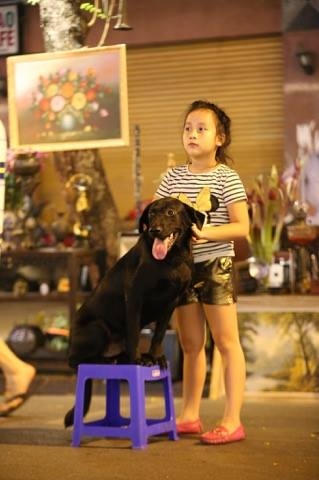 Thời gian qua, dư luận bức xúc vì nhiều giống chó to, chó dữ tràn ngập phố đi bộ. (Ảnh: Thắng Nguyễn)
