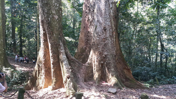 Nhiều du khách phải tỏ ra choáng ngợp, thích thú trước sự đồ sộ của cây chò ngàn năm tuổi này, bên cạnh đó nhiều người không khỏi xót xa trước những dấu hiệu lão hóa, chết dần chết mòn của cây.