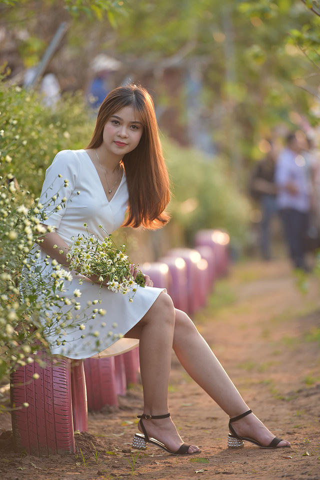 Cúc hoạ mi là loại hoa đặc trưng của mùa thu đông Hà Nội. Loài hoa này rất được các cô gái ưa chuộng. Hiện nay, xu hướng chụp ảnh, ngắm cúc hoạ mi đã trở thành thông lệ hàng năm của giới trẻ.