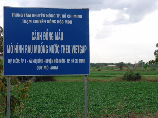 Một góc mô hình rau muống VietGAP tại xã Nhị Bình (Hóc Môn, TP HCM)