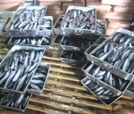 Phenol và Cá nục bị nhiễm độc.