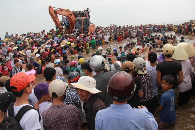 Sau hơn 7h nỗ lực, cá voi đã được đưa trở lại với biển.