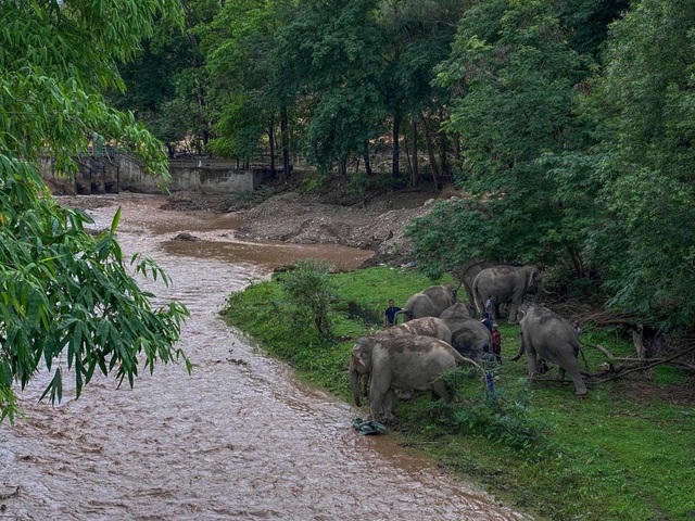 Chúng đi bộ vượt qua quãng đường hơn 150 km để về các bản làng phía bắc.