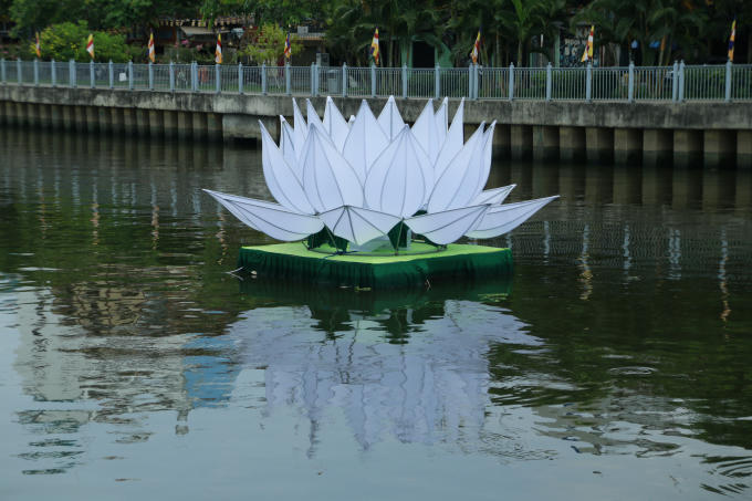 Những đóa sen trắng tinh khiết.