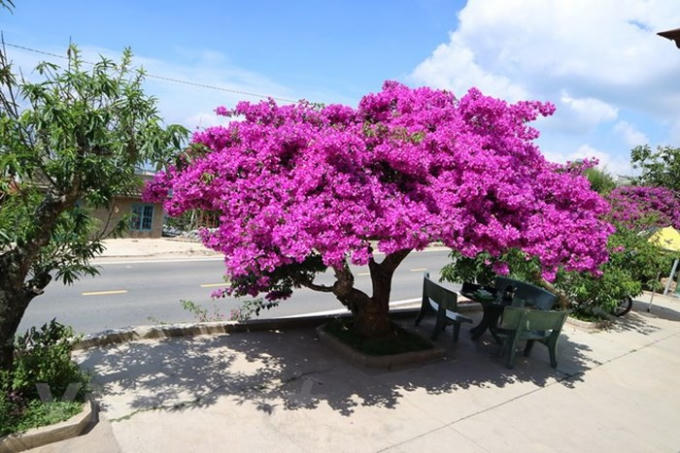 Tán cây rộng tỏa bóng mát xung quanh.