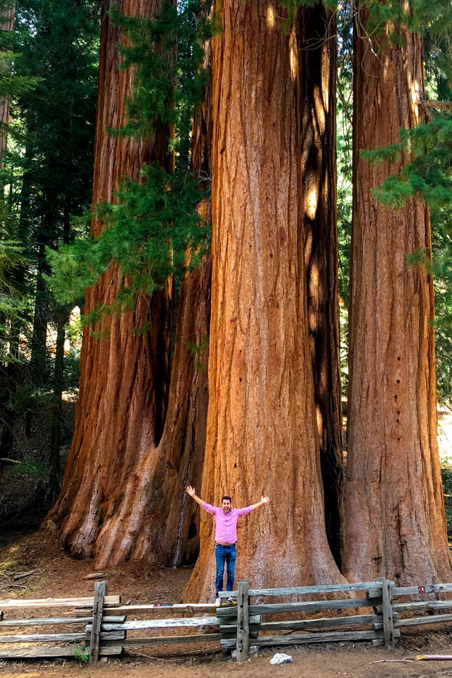 Trong công viên Sequoia có tới 5 trên tổng 10 cây lớn nhất thế giới. Công viên đã bị đóng cửa một phần vào tháng 9 năm 2020 do cháy rừng.