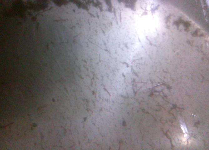 Tình trạng nước sạch gia đình chị Lan Anh gặp phải.