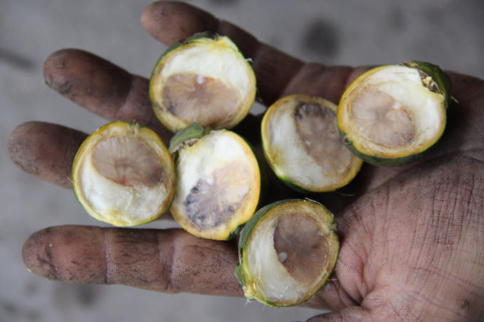 Thương lái chỉ mua cau non, chưa đông hạt hoặc hạt nhỏ