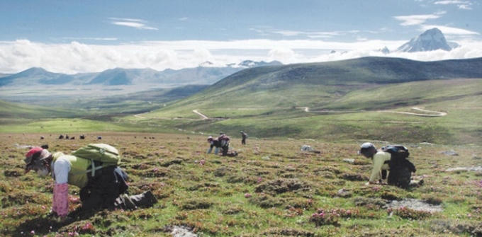 Người dân Trung Quốc tìm đông trùng hạ thảo ở cao nguyên Thanh Tạng (Ảnh: cnfood.cn).