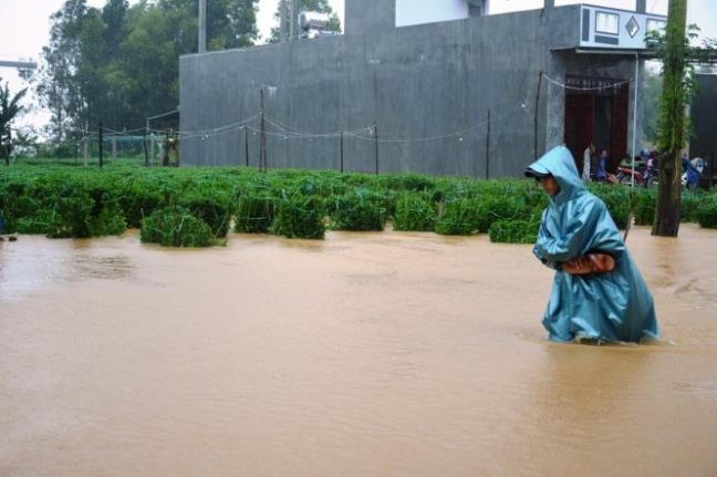 Hàng nghìn chậu cúc ở Quảng Ngãi chìm trong lũ muộn - Ảnh: TRẦN MAI.