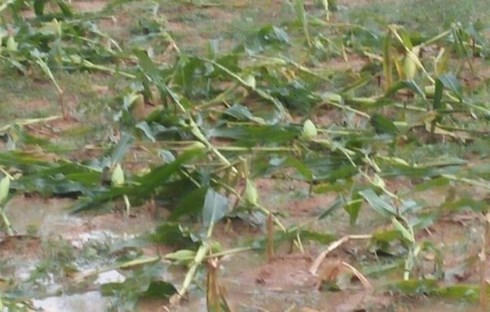 Hoa màu bị hư hạ, nông dân mất trắng tài sản.