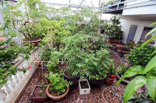 Tầng dưới, cô trồng các loại cây ăn quả, cây cảnh trong chậu cảnh.