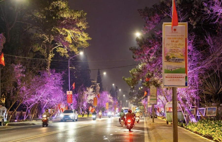 Thành phố ngàn hoa những ngày đầu năm mới rực rỡ mùa hoa Mai Anh Đào nở