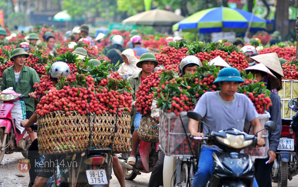 Vải thiều Lục Ngạn ra mắt người tiêu dùng Thủ đô lần thứ 4