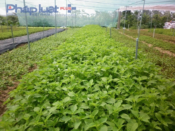 Những luống rau xanh mướt không sử dụng thuốc kích, tăng trưởng hay thuốc trừ sâu.