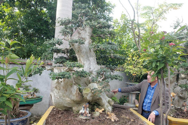 Những cây duối cổ thân lớn hiện tìm mua trên thị trường rất khó