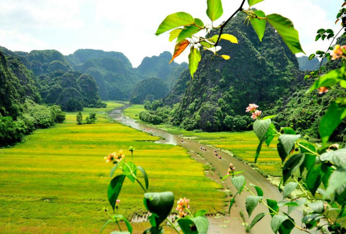 Vào khoảng giữa tháng 5 đến đầu tháng 6 dương lịch, khi đến Tam Cốc, du khách được chiêm ngưỡng một khung cảnh vô cùng ngoạn mục bởi màu vàng rực của lúa chín, được thêu trên nền xanh của sông núi.