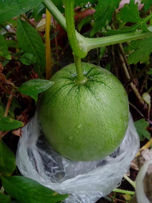 Mỗi c&acirc;y dưa n&ecirc;n để từ 6-10 quả, t&ugrave;y lực của c&acirc;y.