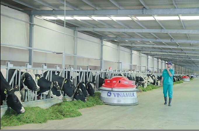 Robot vun đẩy thức ăn Lely Juno phát nhạc để giúp bò thư giãn khi ăn góp phần làm cho không khí đón xuân tại trang trại thêm rộn rã