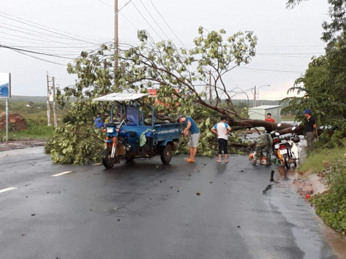 Cây bị xanh bị đổ ngổn ngang.