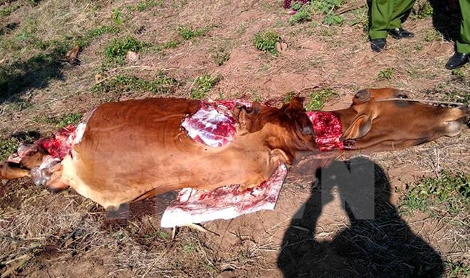 Con bò của hộ ông Lê Mô Y Ky ở buôn Quang Dù, xã Đức Bình Tây, huyện Sông Hinh bị kẻ trộm chặt lấy 4 đùi (Ảnh: Thế Lập/TTXVN).